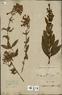 spécimen de Saponaria officinalis