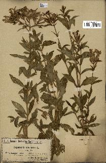 spécimen de Saponaria officinalis