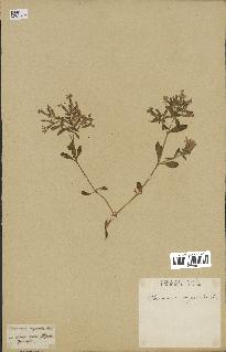 spécimen de Saponaria ocymoides