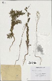 spécimen de Descurainia sophia
