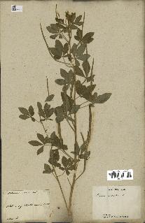 spécimen de Cleome viscosa