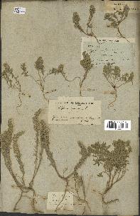 spécimen de Alyssum calycinum