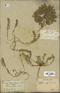 spécimen de Alyssum calycinum