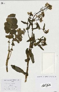 spécimen de Brassica napus