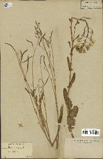 spécimen de Brassica napus