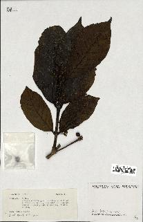 spécimen de Coffea sp.