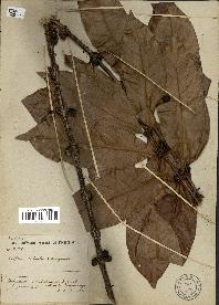 spécimen de Coffea robusta x congensis