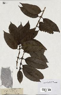 spécimen de Coffea arabica