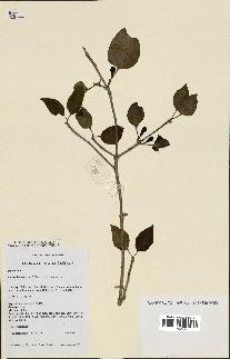 spécimen de Coffea boinensis