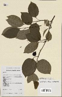 spécimen de Coffea boinensis