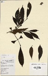 spécimen de Coffea brevipes