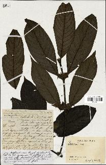 spécimen de Lasianthus sp.