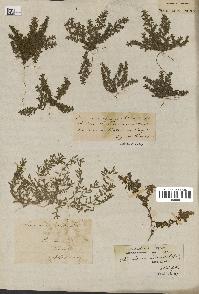 spécimen de Herniaria cinerea
