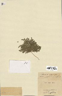 spécimen de Herniaria cinerea