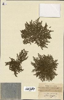 spécimen de Herniaria cinerea