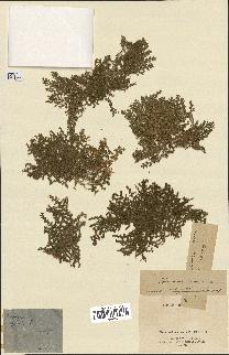 spécimen de Herniaria cinerea