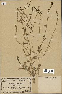 spécimen de Calepina irregularis