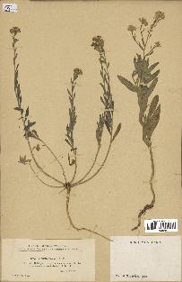 spécimen de Alyssum incanum