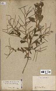 spécimen de Malcolmia africana
