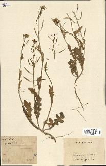 spécimen de Diplotaxis erucoides