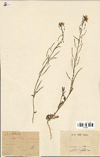 spécimen de Diplotaxis erucoides