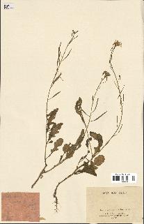 spécimen de Diplotaxis erucoides