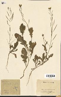 spécimen de Diplotaxis erucoides