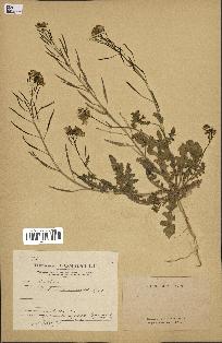 spécimen de Diplotaxis erucastrum