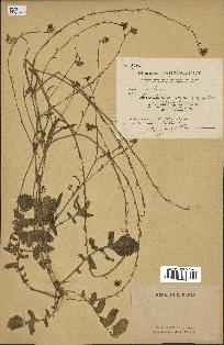 spécimen de Hirschfeldia incana