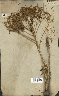 spécimen de Isatis tinctoria