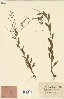 spécimen de Malcolmia africana