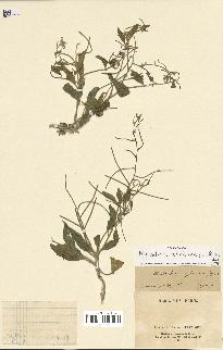 spécimen de Malcolmia africana