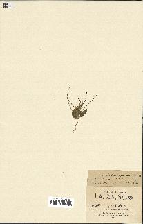 spécimen de Malcolmia africana