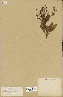 spécimen de Malcolmia africana