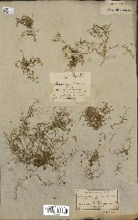 spécimen de Arenaria bavarica
