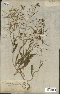 spécimen de Diplotaxis erucoides