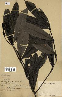 spécimen de indet.