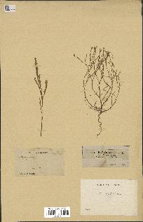 spécimen de Bufonia tenuifolia