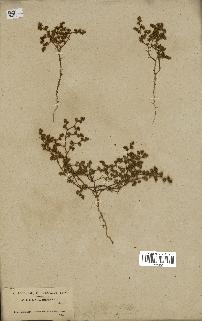 spécimen de Loeflingia hispanica