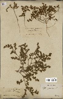 spécimen de Loeflingia hispanica