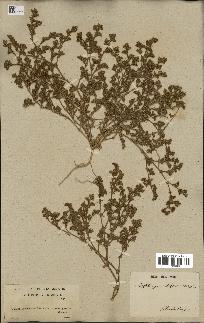 spécimen de Loeflingia hispanica