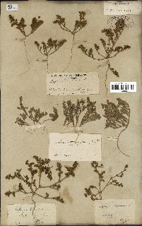 spécimen de Loeflingia hispanica