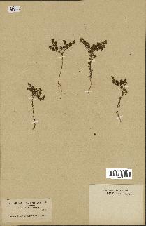 spécimen de Loeflingia hispanica