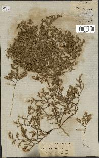 spécimen de Loeflingia hispanica