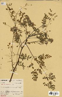 spécimen de Moringa oleifera