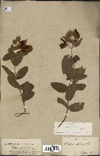 spécimen de Cistus albidus