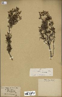 spécimen de Cistus libanotis