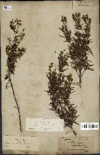 spécimen de Cistus libanotis