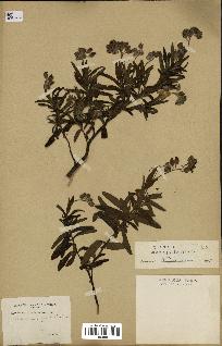 spécimen de Cistus monspeliensis
