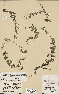 spécimen de Helianthemum apenninum